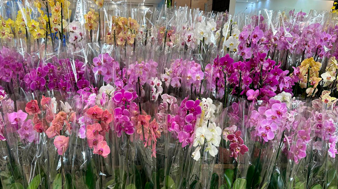 Portal AssisCity - As orquídeas se destacam por sua beleza singular e elegância - Foto: Portal AssisCity