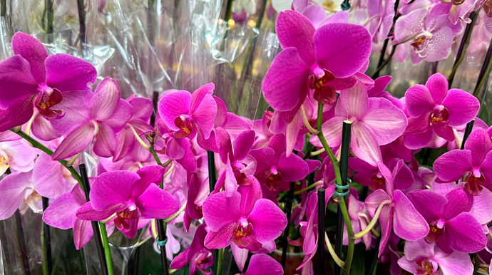 Portal AssisCity - As orquídeas simbolizam amor, força e beleza - Foto: Portal AssisCity