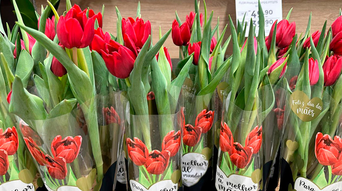 Portal AssisCity - As tulipas transmitem seus sentimentos de carinho e admiração por sua mãe com suas pétalas coloridas e elegantes - Foto: Portal AssisCity